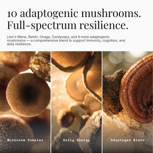 Daily Mushrooms+